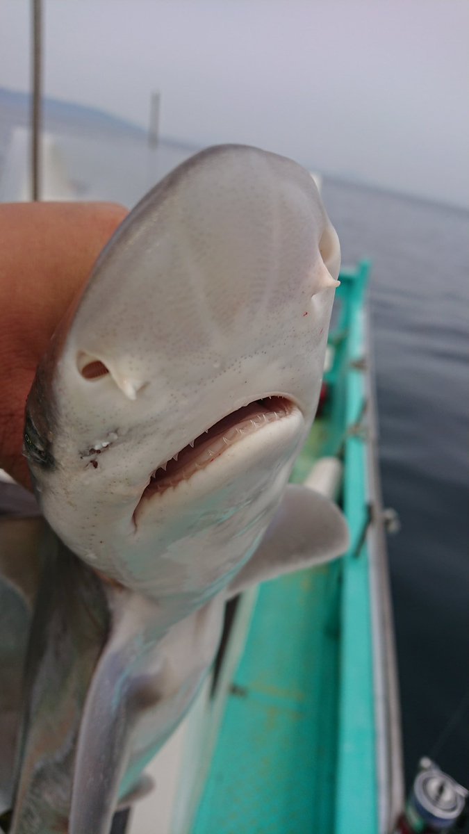 ヒロ 釣り好き こいつたまに釣れるんですけど何ザメですか サメ 種類 ヒロ 釣り好き こいつたまに釣れるんですけど何ザメですか サメ 種類