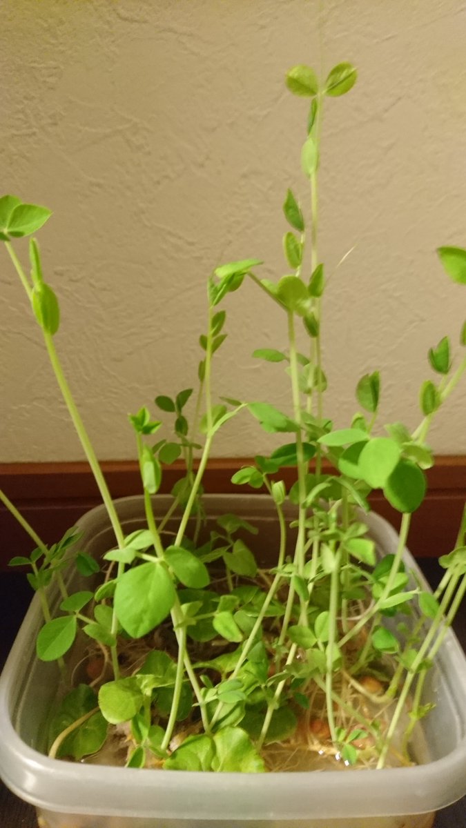 のもこ 豆苗を1本だけプランターに植え替えて育て 収穫した2 30個の豆から二代目豆苗を栽培中 豆の生命力すご