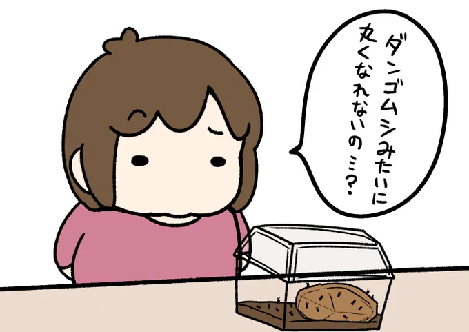 挑発。#ペットのワラジムシ 