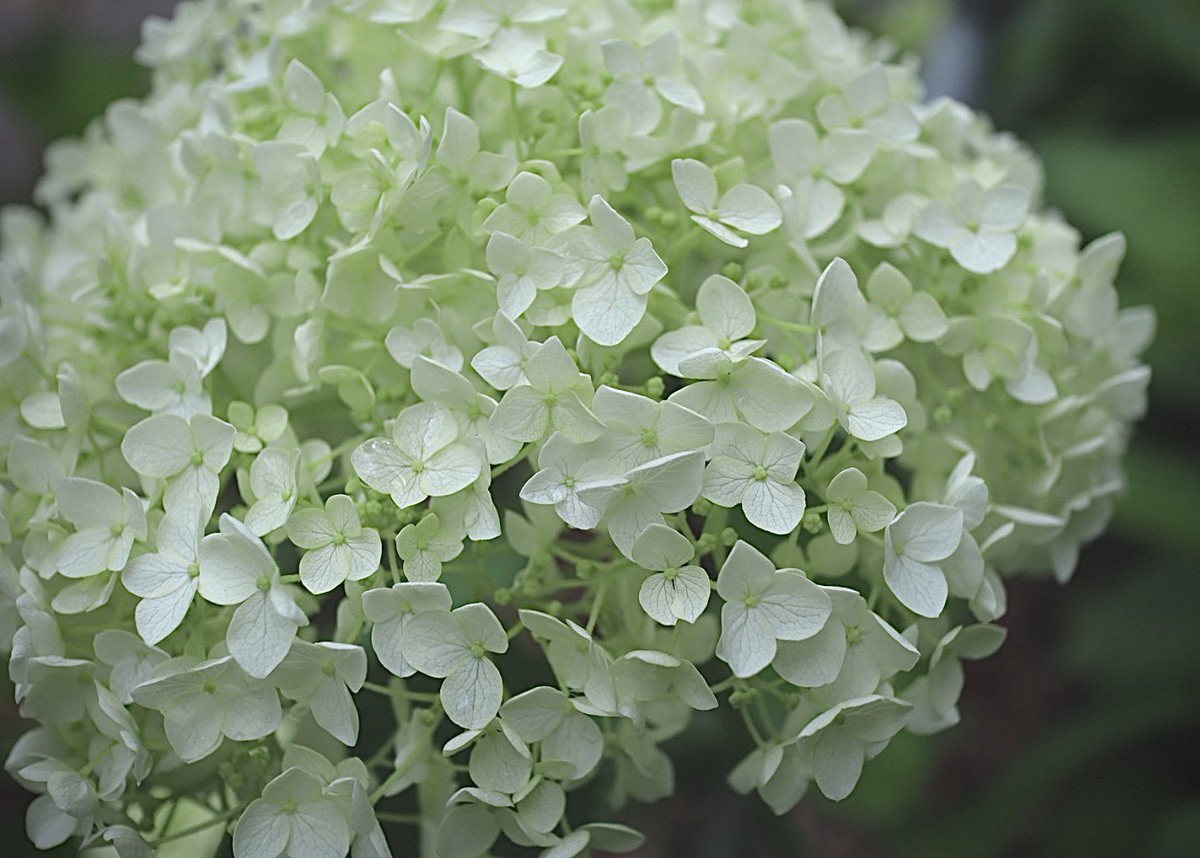 NORIPy1120's tweet photo. 初めて見たアナベル...♪*ﾟ
白くて可憐な紫陽花でした♡

雨の合間に。📷✨

#紫陽花
#アナベル
#photography
#ファインダー越しの私の世界
#キリトリセカイ https://t.co/2QNOWCOSGm