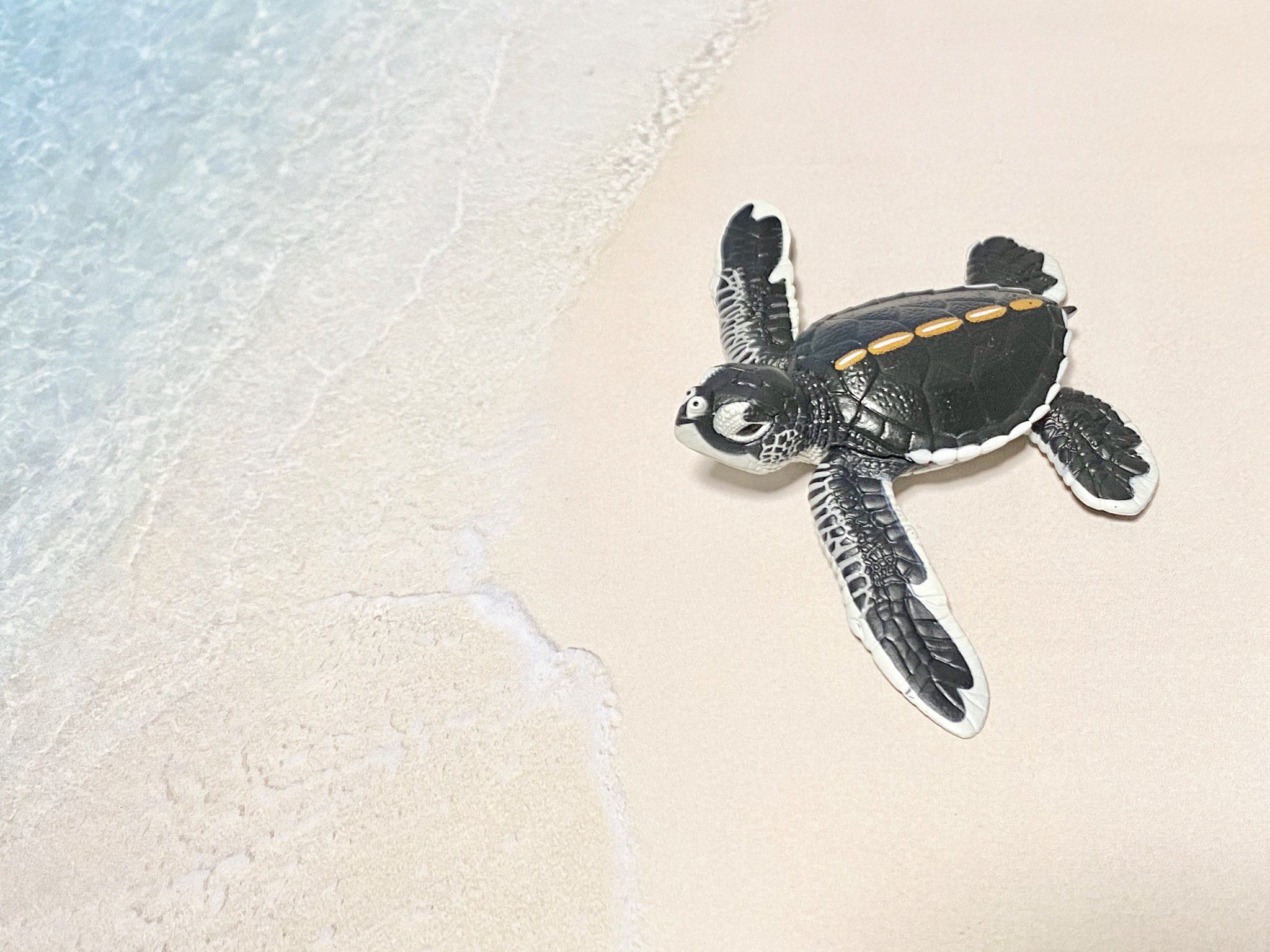 ネイチャーテクニカラー 小笠原 海洋 セット アオウミガメ フィギュア