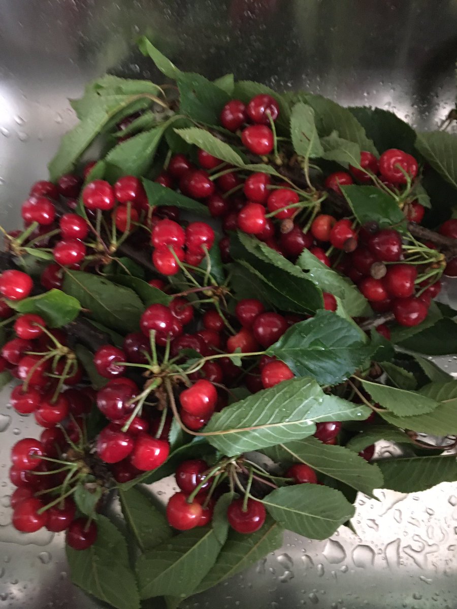 d_wnnl's tweet photo. @Quantensprung2 @BgSnezana Frische Kirsche 🍒 habe ich von meiner Freundin bekommen. https://t.co/uk7MiEZfZe
