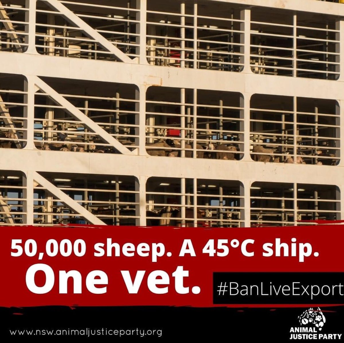 Gail7175's tweet photo. And ⁦@D_LittleproudMP⁩ can you guess how many are pregnant? #EndLiveExport #LiveExportAwarenessDay #ALEC #auspoI #SHAME https://t.co/UJHCkOAzYL