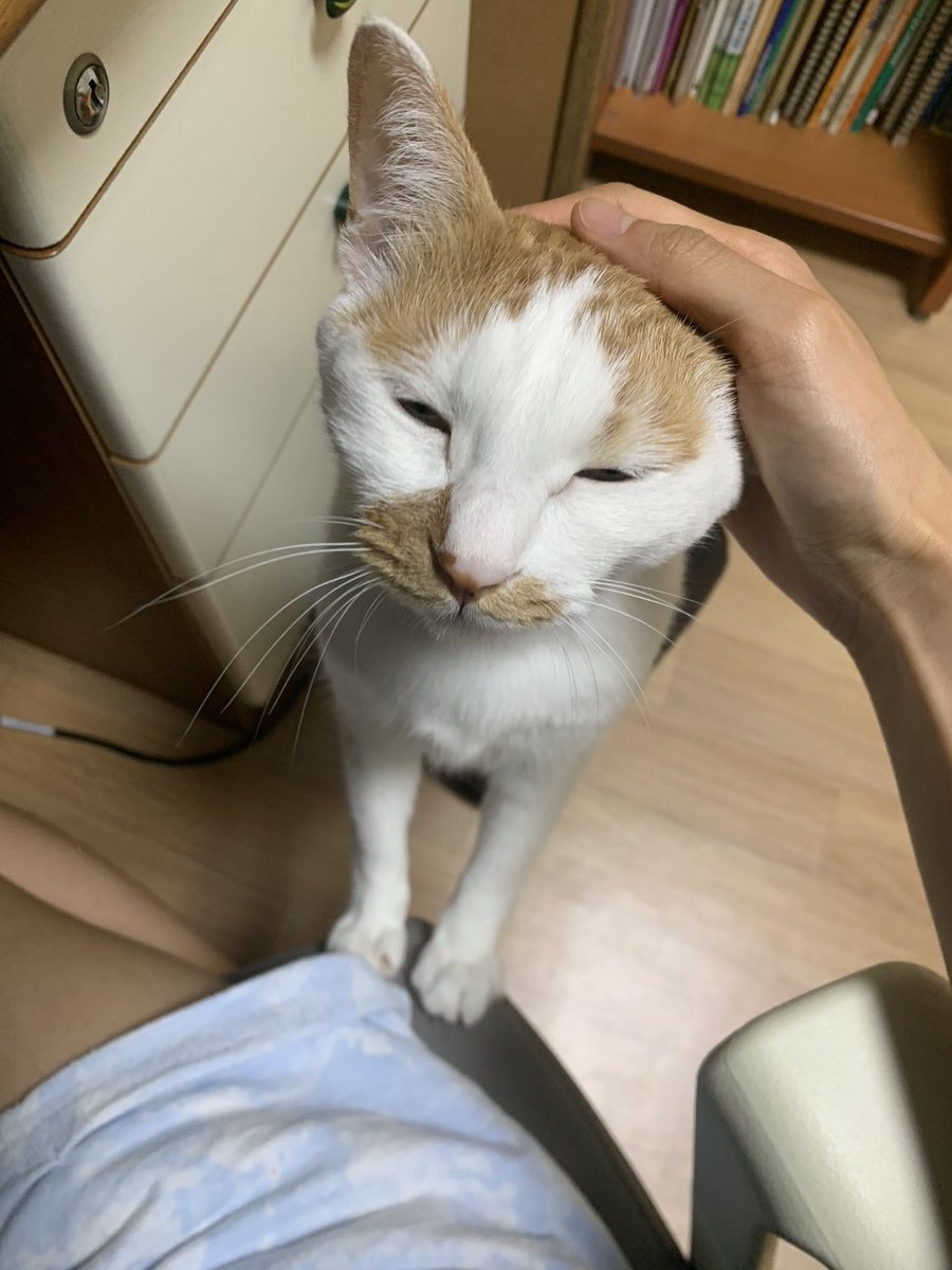 MonPersi's tweet photo. 저렇게 있다가 한번씩 올라와서 쓰다듬 받고 내려간당ㅠㅠ🍊 https://t.co/gxKYAZOFf5