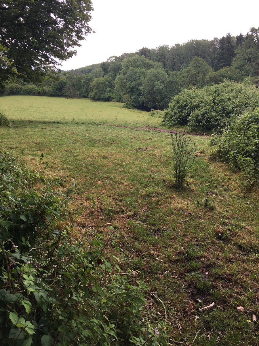 Food_A4thought's tweet photo. Met this chap this morning on a walk around the village and came across the old access road to the Court Coleman Estate - now unused &amp; literally is the road to nowhere - sounds like an idea for a song title 🤔 #RoadToNowhere #CountryStroll #Countryside #VillageLife #SundayStroll https://t.co/ATrsYnyZex
