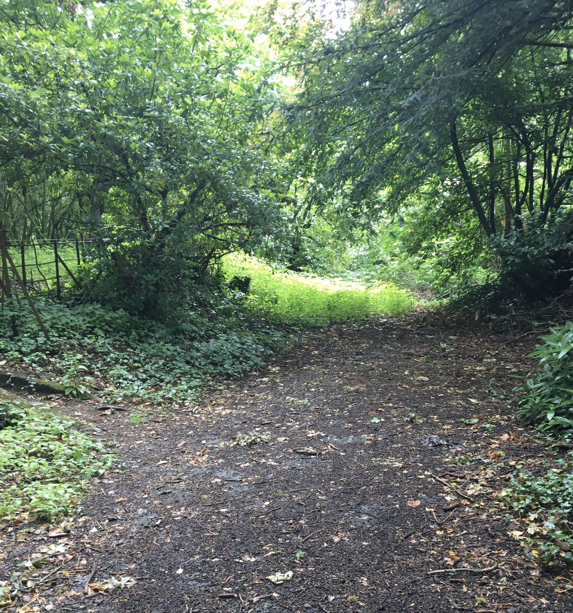 Food_A4thought's tweet photo. Met this chap this morning on a walk around the village and came across the old access road to the Court Coleman Estate - now unused &amp; literally is the road to nowhere - sounds like an idea for a song title 🤔 #RoadToNowhere #CountryStroll #Countryside #VillageLife #SundayStroll https://t.co/ATrsYnyZex