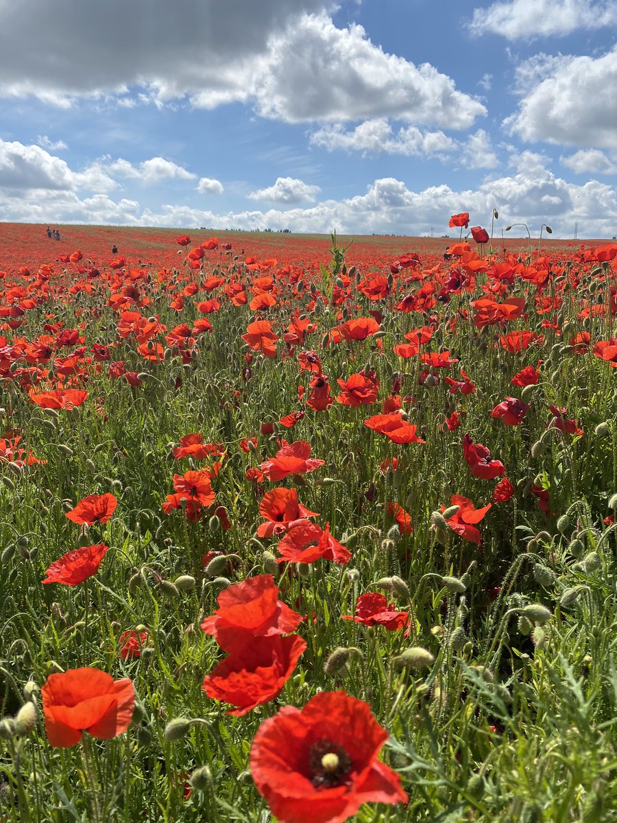beccyjl's tweet photo. Beautiful morning out #fields #poppies #Kent #country https://t.co/JU1iJZrZtH