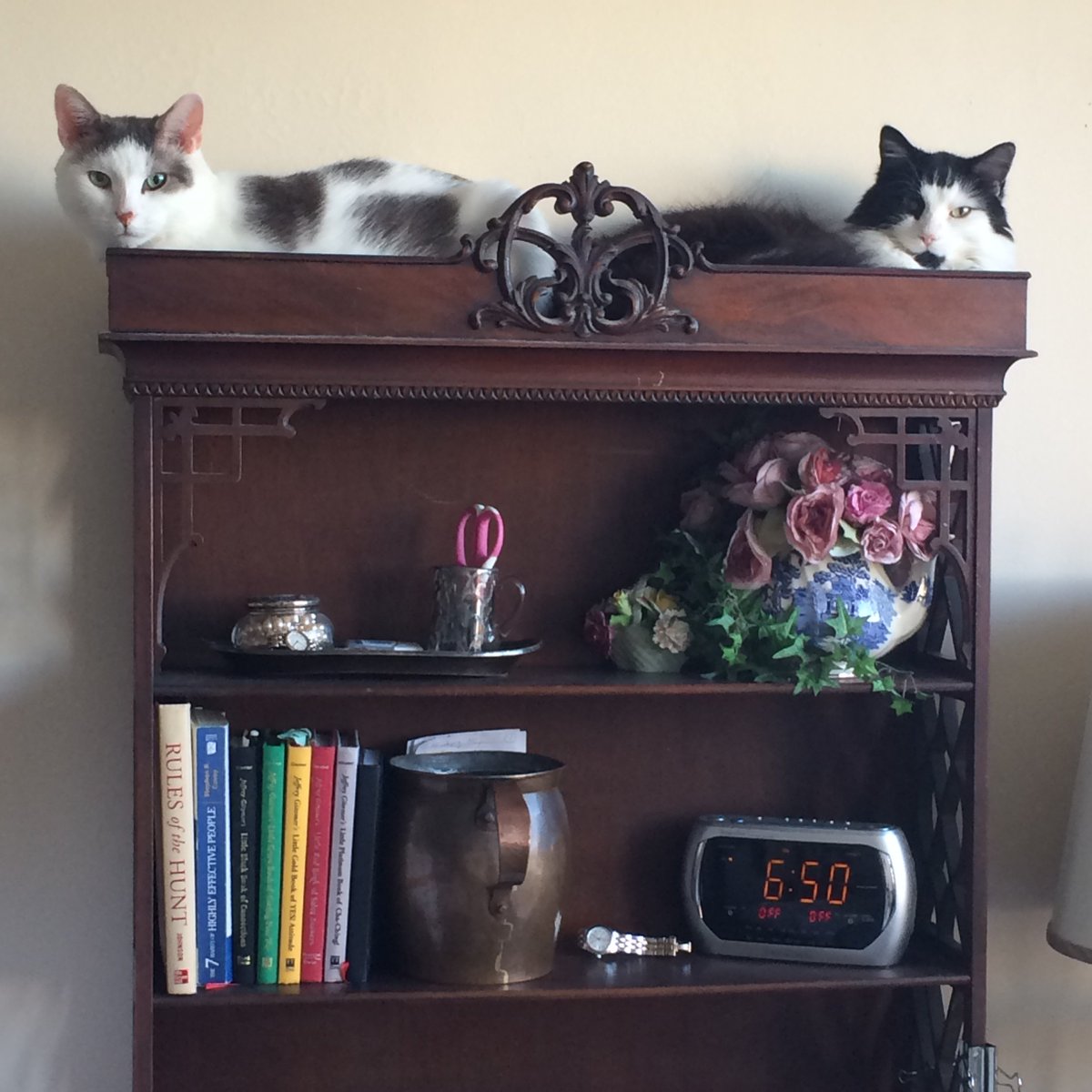 2KittyAndDog's tweet photo. I gave up trying to train the #cats to stay off the furniture
#CatsOfTwitter #catsofinstagram https://t.co/fTc1uBL2KR