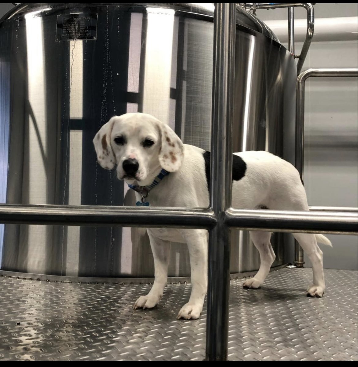 Sunday's are all about the dogs. Bring your pooch for 20% off pints. McKenna is pouring behind the bar and she loves the dogs visiting. Be sure to snap a picture to add to dogs_of_gcb instagram page. #dogfriendly #beerspecial #pensacola #supportlocal #dogsofinstagram