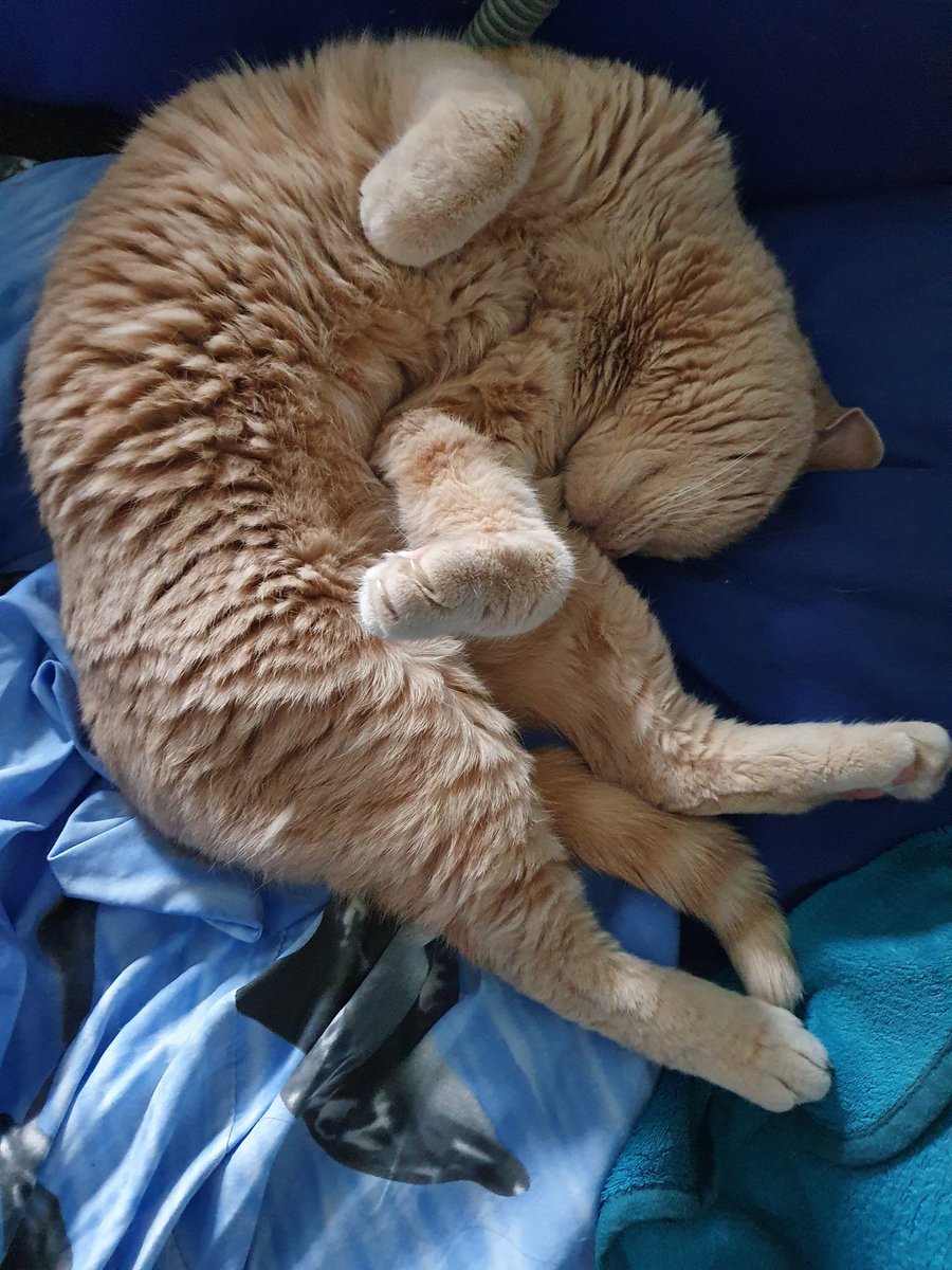 Gizmo_and_Simba's tweet photo. Gizmo:  I'm comfy! #CatsOfTwitter https://t.co/ojYqecVzkN