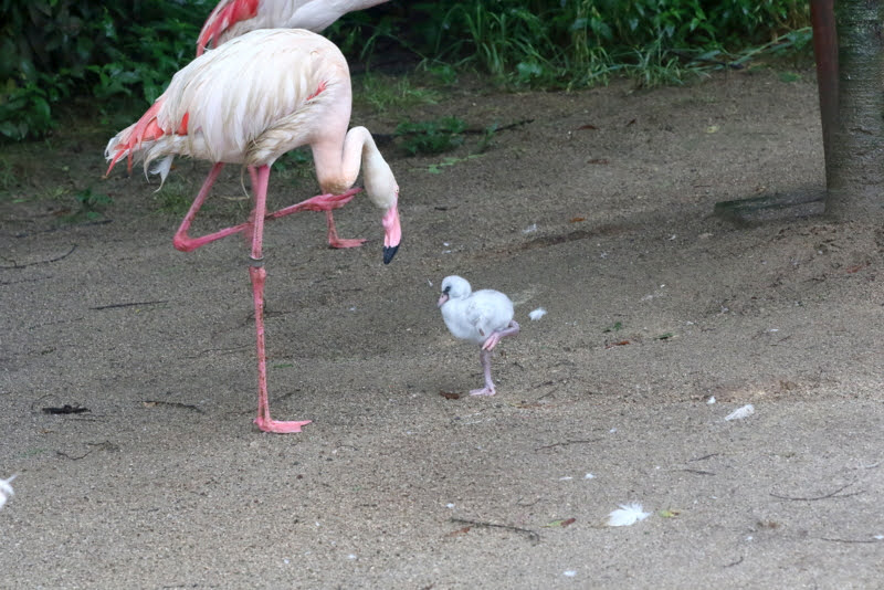 Tanisige On Twitter 片足立ちは こうよ こう 安佐動物公園 オオフラミンゴ 親子 シッカリ者の雛