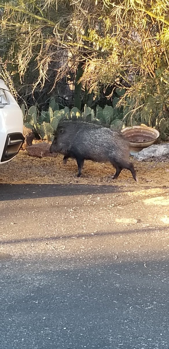 ThreeSidesTo's tweet photo. Morning visitors. Nothing like a nose full of stinky javalina musk first thing in the morning. https://t.co/XJ7MG8cboR