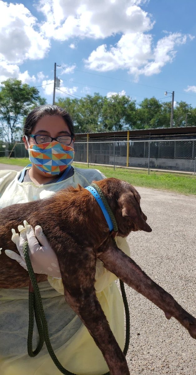 Crickett's way to freedom, he is too weak to walk &amp; must be carried, most likely he would have died soon if not @LibertysDream had saved him today 🐶❤️God bless the lifesavers 🙏Stay strong sweet Crickett , you are in the most ❤️ hands now . Keep him in your thoughts &amp; 🙏,