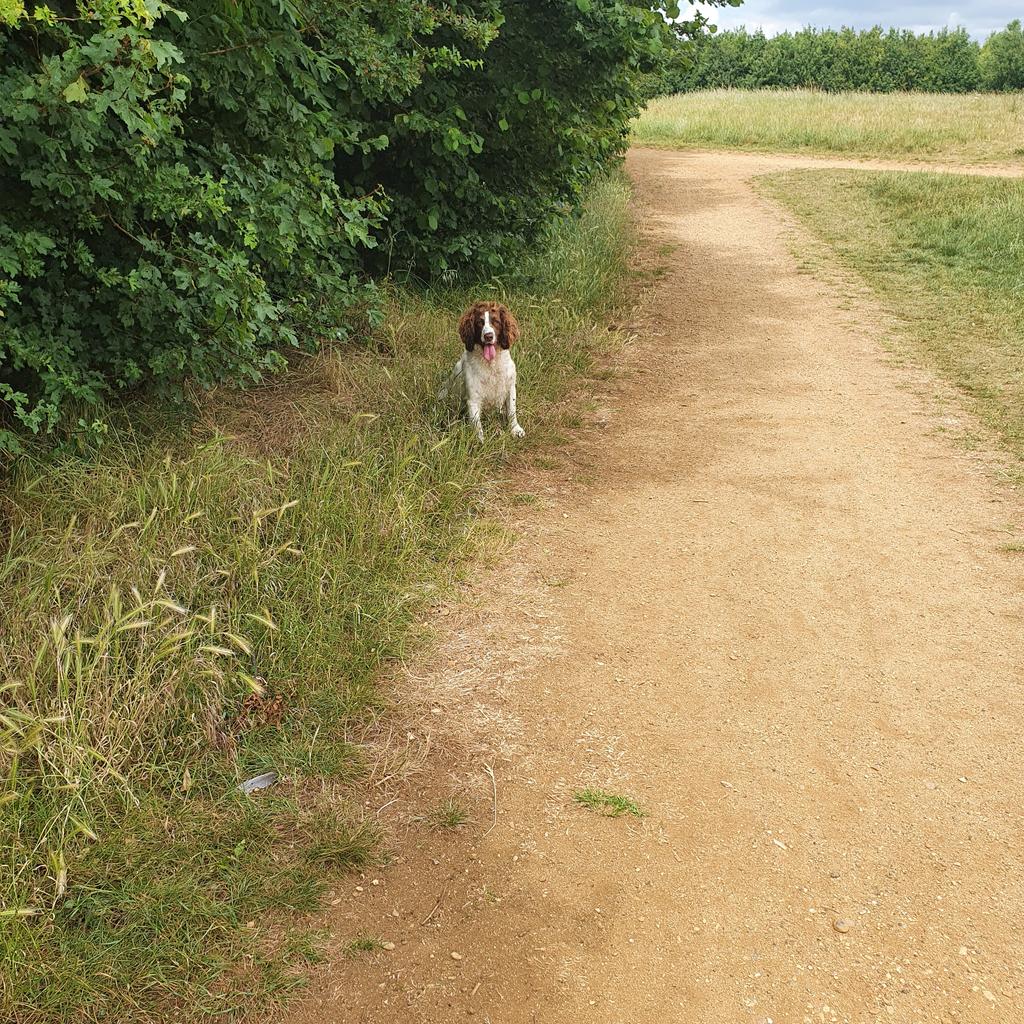 JoyWalkerDW's tweet photo. Leia the princess #JoyWalker https://t.co/S1ijTPQv6i