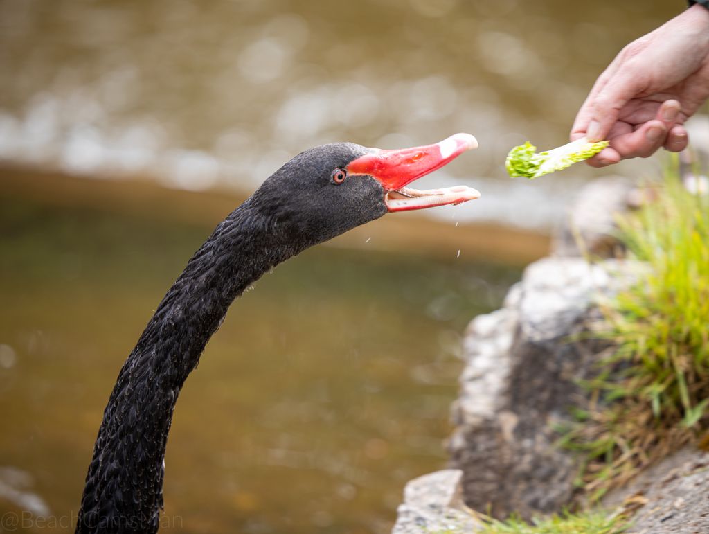 CoastCams247's tweet photo. One of the adult males eating lettuce.
#lovedawlishnow #visitdevon #visitdawlish #swanlovers #swan #swans #swanqueen #swanlake #birdlovers #swanlife #wildswans #swansong #swansongs #cygnets #nativebirds #waterbird #blackswan #cygnetsofinstagram #swansofinstagram https://t.co/QK6CvhRUyb