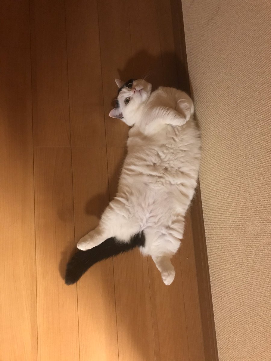 猫が放心して30分落ちてる もち感あふれる日課を満喫するご様子に落ちてる猫さんの画像集まる てんっ としてて可愛い Togetter 猫が放心して30分落ちてる もち感あふれる日課を満喫するご様子に落ちてる猫さんの画像集まる てんっ としてて可愛い Togetter