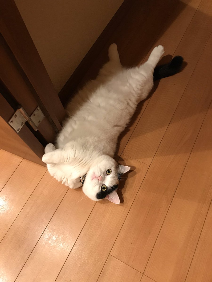 猫が放心して30分落ちてる もち感あふれる日課を満喫するご様子に落ちてる猫さんの画像集まる てんっ としてて可愛い Togetter 猫が放心して30分落ちてる もち感あふれる日課を満喫するご様子に落ちてる猫さんの画像集まる てんっ としてて可愛い Togetter