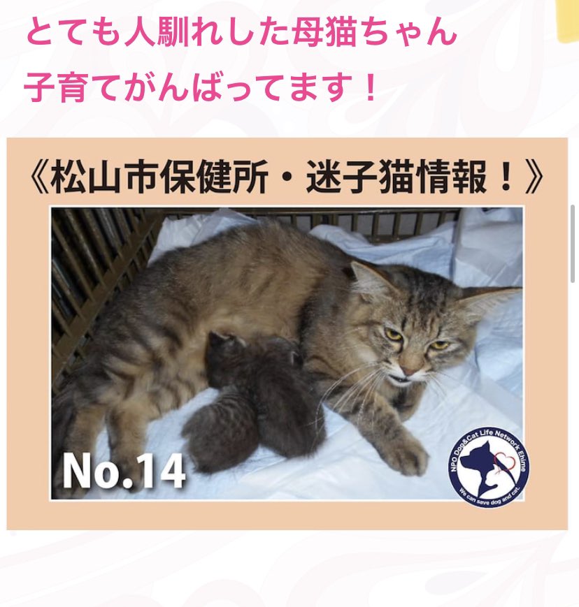 松山市保健所 愛媛松山市保健所 迷い猫 迷子猫 迷子猫と保護猫情報 迷子猫保護 迷子猫情報 保護猫 保護犬猫 愛媛県動物愛護センター 愛媛動物愛護センター 動物愛護センター 里親さん募集中 急募 里親急募 里親様急募 里親さん急募 里親様急募中