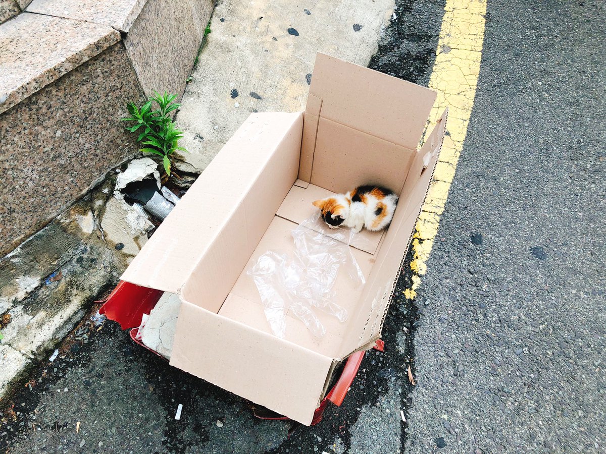 dalraethecat's tweet image. 🤦‍♀️🤦‍♀️🤦‍♀️ 집근처에 누가 박스에 장갑과 아기고양이를 버리고 갔어요.... 사람들이 웅성대는데 바닥에 코박고 숨만 쉬고 있었어요.... 의사가 포기하라고 했는데 일단 데려왔어요...