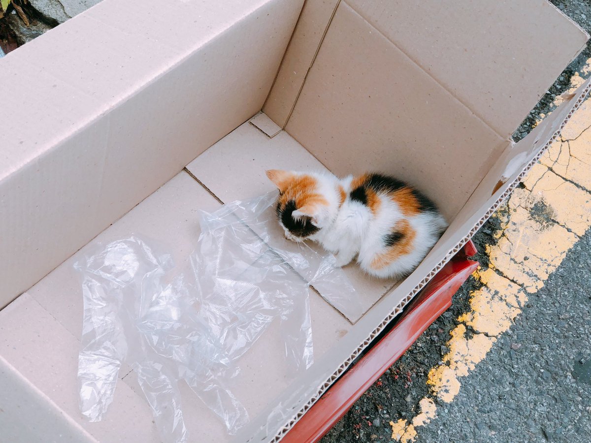 dalraethecat's tweet image. 🤦‍♀️🤦‍♀️🤦‍♀️ 집근처에 누가 박스에 장갑과 아기고양이를 버리고 갔어요.... 사람들이 웅성대는데 바닥에 코박고 숨만 쉬고 있었어요.... 의사가 포기하라고 했는데 일단 데려왔어요...