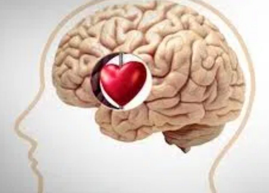malumaa_9's tweet photo. @chayobn Siempre decimos que amamos con el ♥ pero para ser precisos, los seres humanos amamos con el 🧠 activando una red neuronal denominada sistema de 'recompensa cerebral'  I 🧠 you, true love! https://t.co/p0imqc96IC