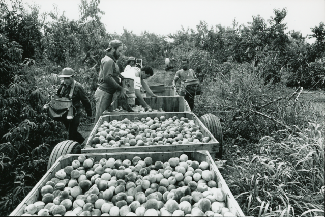sum_research's tweet image. “Immigration scholars should not indiscriminately compare the experiences of colonial migrants with those of immigrants without looking also at the distinctiveness of their experiences,” Garcia-Colon tells SUM #NPRDP

He is the author of "Colonial Migrants at the Heart of Empire"