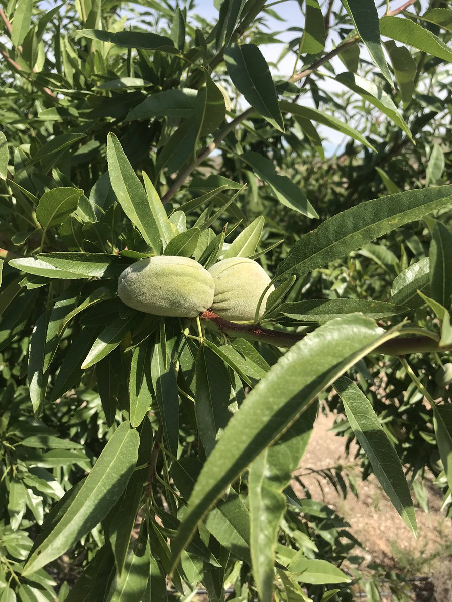 mariajodem's tweet photo. Así ha quedado Doña #Belona esta primavera lluviosa en #aragon sin rastro de #cribado ni #manchaocre ni #fusicocum ni na de na. Excelente gestión en mi #pueblo #hometown #almendro #almond para más info https://t.co/VK0FIpf0rG… https://t.co/GrZtlt2gMb