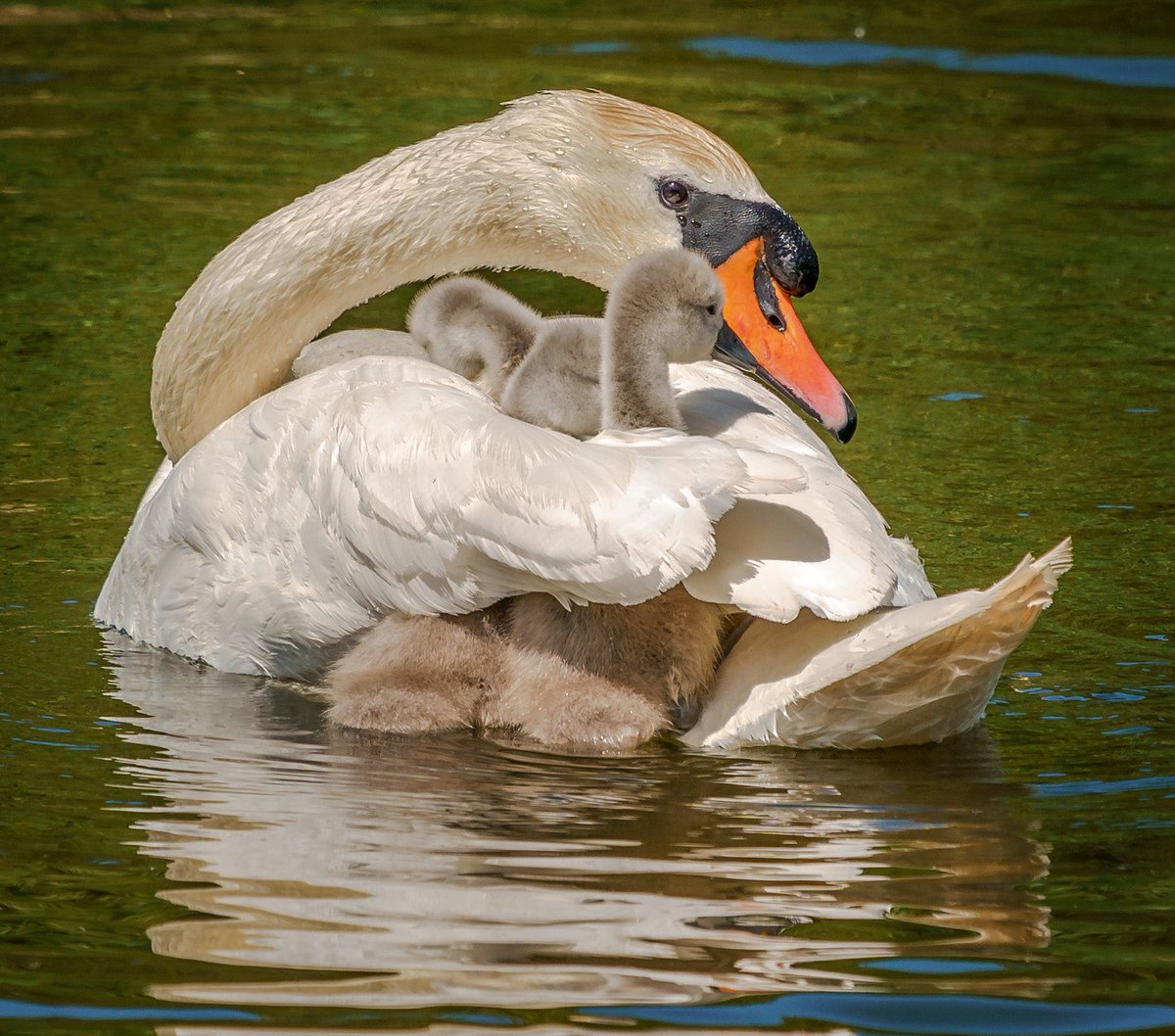 A protective mother #DorsetMag @SonyUK @Natures_Voice @DorsetWildlife @WildlifeMag @kingstontech #sony100400gm #sonya9