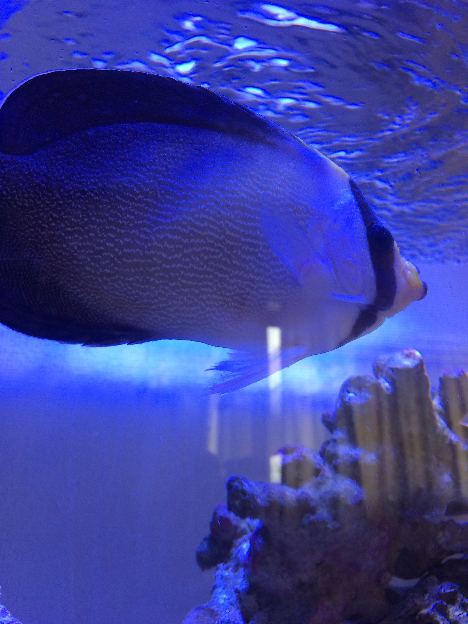 マリブ水槽レンタル 海水専門 チリメンヤッコ まぁ ビビり笑単独で最初からボスにさせれば餌付けは早いでしょうね 水槽に慣れちゃえばタフなヤッコなんですけどね ナメラやソメワケよりやりやすいもん T Co Cuf4tbvkqf Twitter