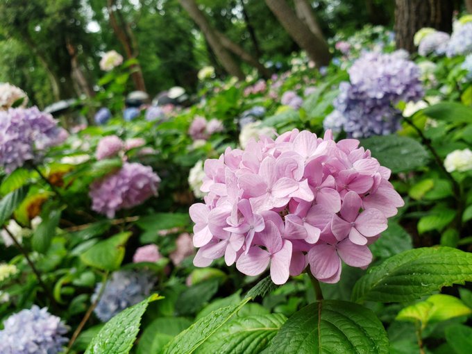 アジサイ一万株の長居植物園のtwitterイラスト検索結果