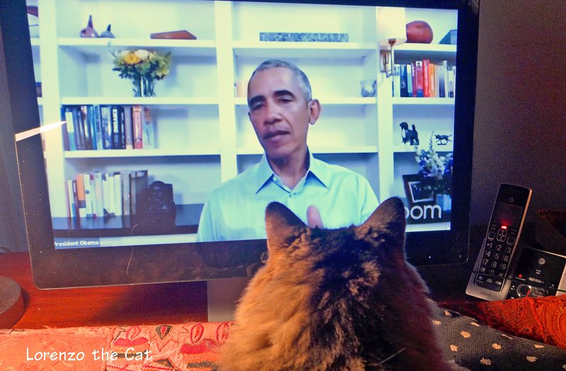 The Spirit of Lorenzo the Cat tweet media