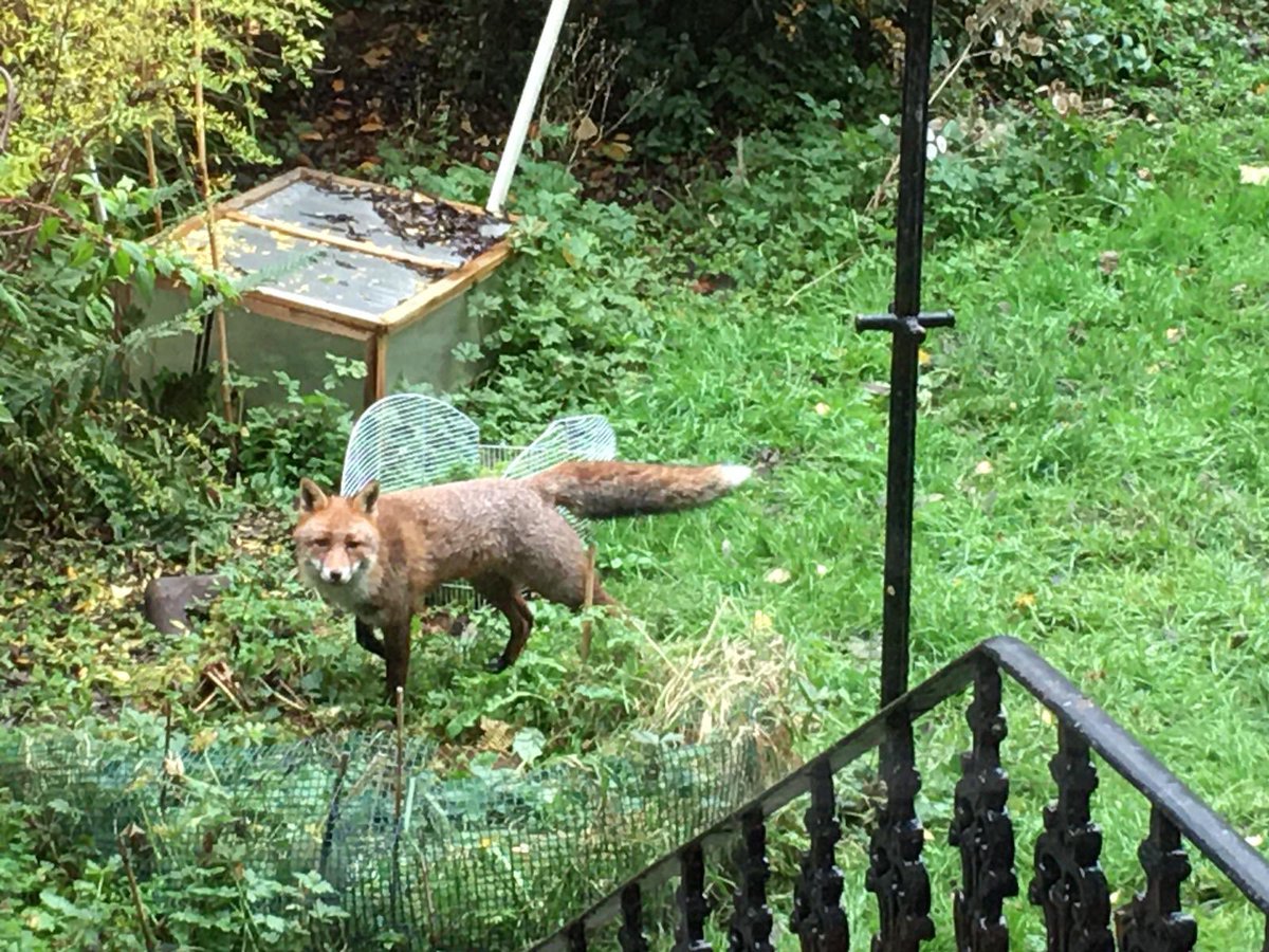 A very large (about 45cm toe to shoulder) Vulpes vulpes for #EuropeanMammalWeekend. They like to tease my dog by playing in the garden while he watches in awe (like me). It’s amazing what shows up if you just sit quietly and wait. <a href="/Britnatureguide/">The British Nature Guide</a>