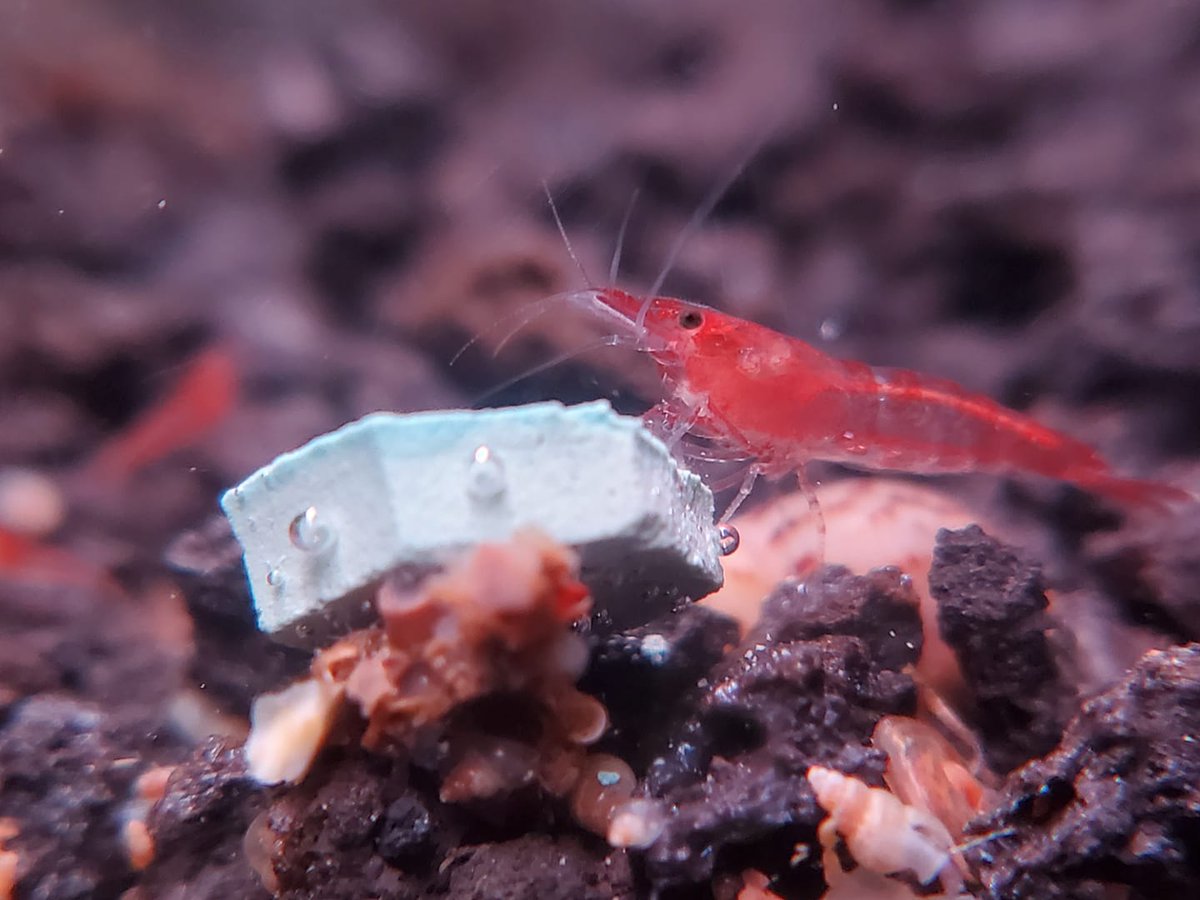 CrayfishEmpire's tweet photo. Cherry shrimp picking at a calcium chip mini! What's uneaten of the chip will dissolve into the water column, helping raise the GH and KH a smidgen. Check these out here! Have your own photo to share? Send us a message! :D

https://t.co/vIZjaPuA38 https://t.co/pU4Phb7nLt