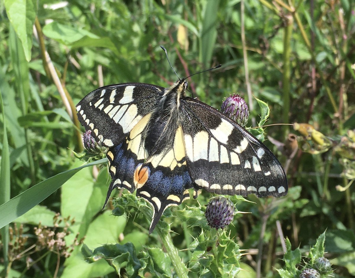 Yarmouthbirder's tweet photo. National Swallowtail Day June 14th 2020. Good numbers still on the wing at Hickling Broad NNR today including this obliging individual. So far 2020 has been excellent for these attractive and beautiful butterflies. https://t.co/fvB9yMZmw6