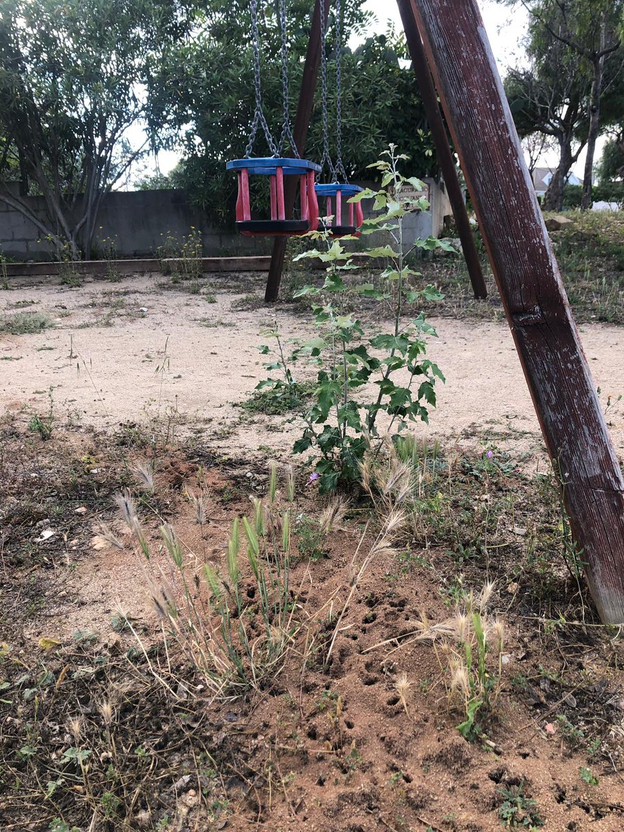 OlgaMF2's tweet photo. @jordimolinera @ajAltafulla @AltafullaAra @JxAltafulla 
Vosotros llevariais a vuestros hijos a 1 parque así y estaríais contentos con el servicio que os da el ayuntamiento k os gobierna? Lleno de hierbas, garrapatas, hormigas que muerden, astillas, palos podridos y que da pena? https://t.co/ay0LqMCJ2q