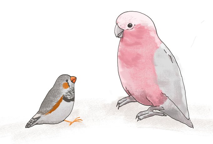 オウムインコの日のtwitterイラスト検索結果 古い順