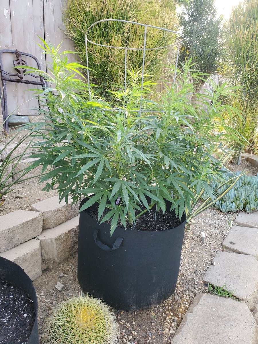 WalterWhiteofW1's tweet photo. #cannabis garden Looking Sprite this morning 
#teatime #rootsorganic #terptea for All #banginbuds #420fam #CannabisCommunity #GYO #growyourown #indica #sativa #hybrid #cannabisculture
#lovetogrow https://t.co/W6bTsg1kQM