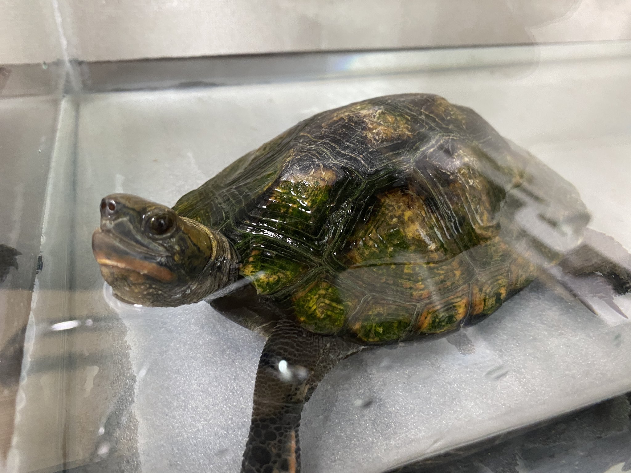 カメ拾い まんねん 昨日保護したイシガメさん 下顎が少しズレております ご飯は普通の亀さんらしく食べてくれていたので問題はないかと思いますが 水中に潜ると必ず大きな気泡を吐き出すため 噛み合わせが悪く口から空気が漏れてしまうのかもしれませ