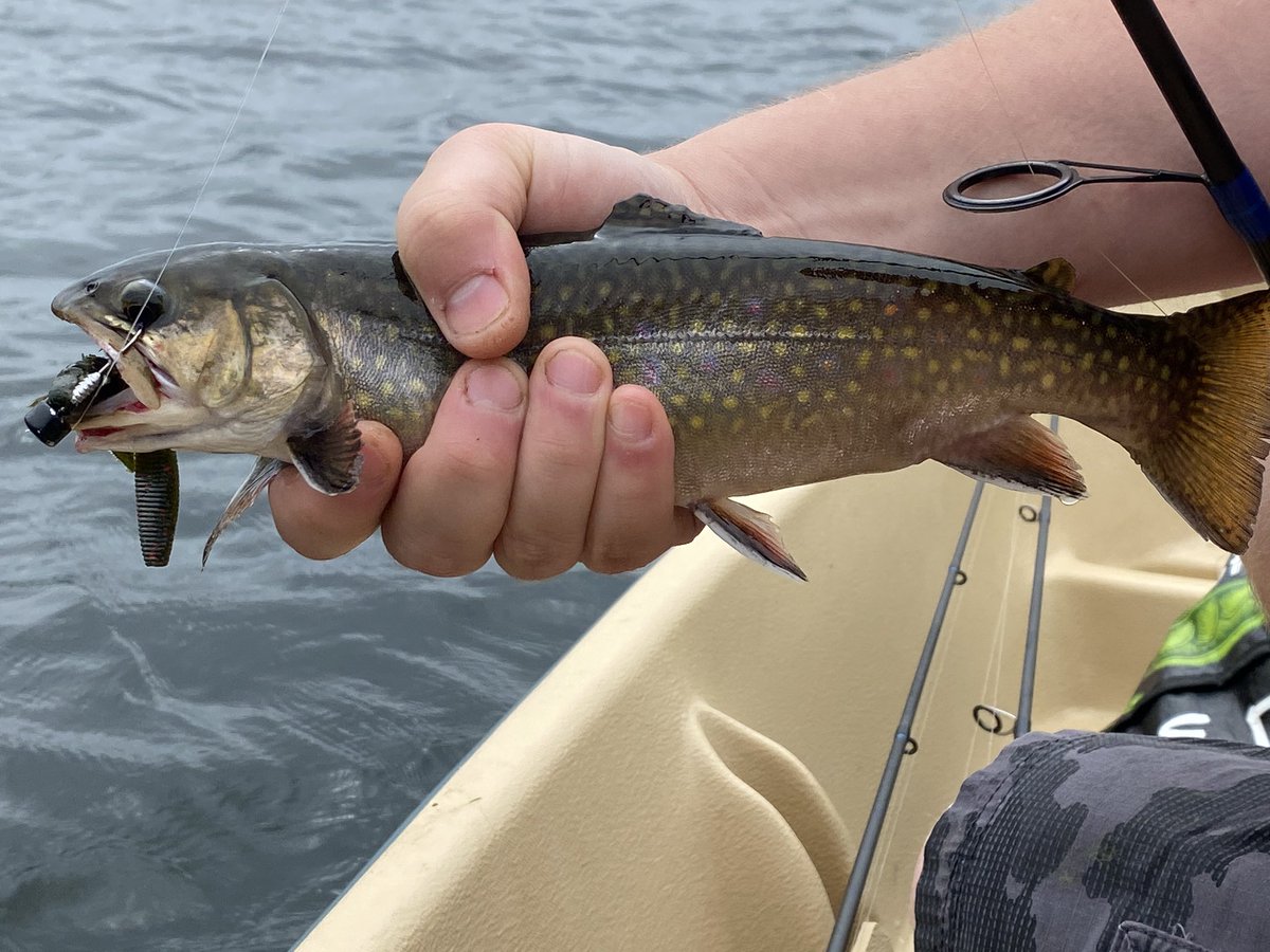 TheSPMess's tweet image. Brookus Maximus seen in its unnatural habitat! #BrookTrout #NovaScotia #Streamside #PredatorElite