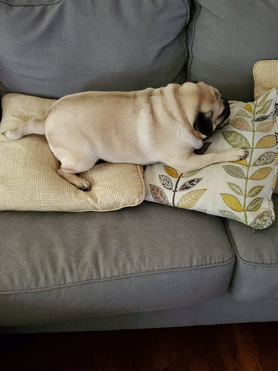 Thanks for the pillows. Walking and snacking is hard work #youngpug #fawnpug #weretheseyourpillows #minenow