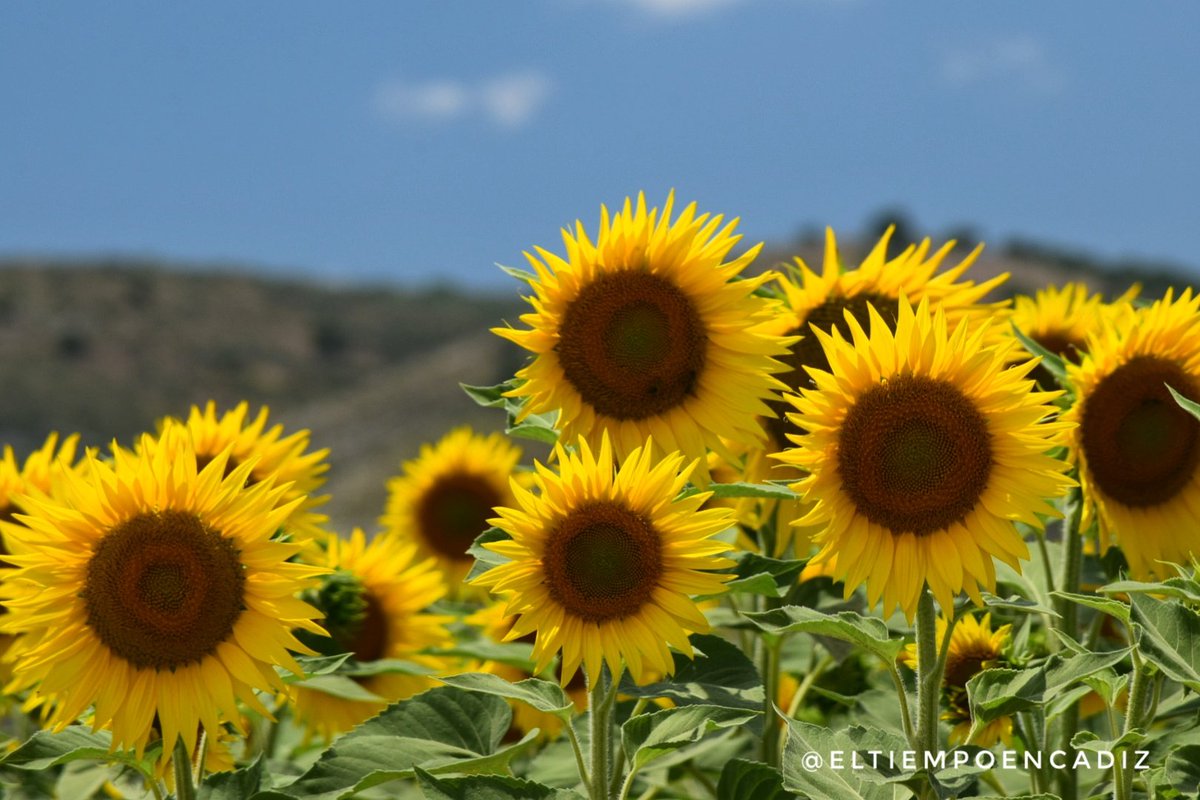 La campiña gaditana está radiante ☀🌻 #Bornos #Villamartín #Arcos