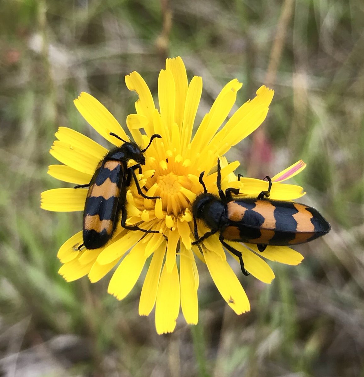 PennAllenwrites's tweet photo. Sunshine yellow Autumn Hawkbit illuminating the verge on my walk this morning, bedecked with a pair of gold and black striped passengers. #wildflowerhour #autumnhawkbit #dogwalking #walkingforwellbeing #swfrance #wildflowers https://t.co/qKaroLjT31