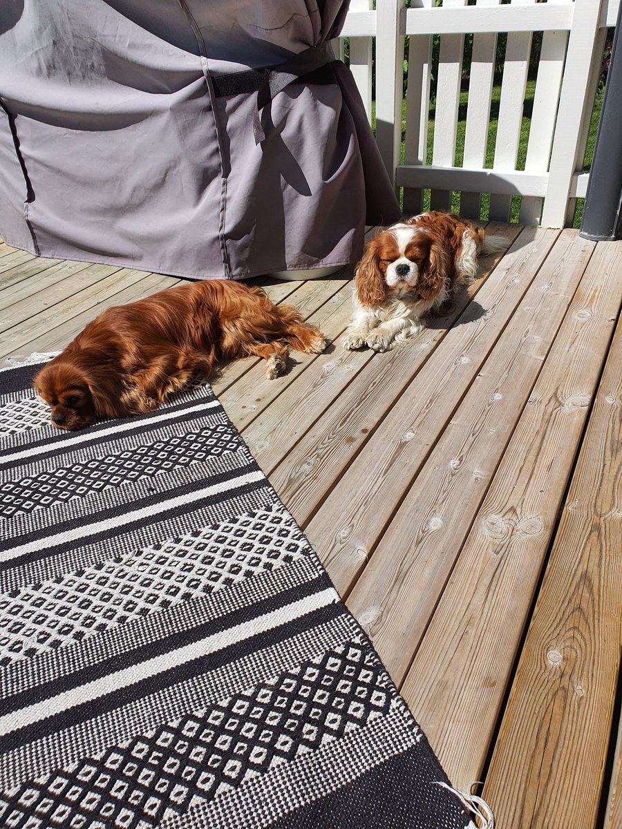 ann_flaata's tweet photo. My dogs try to rest on my veranda. To hot for that https://t.co/WxHsffuGRB