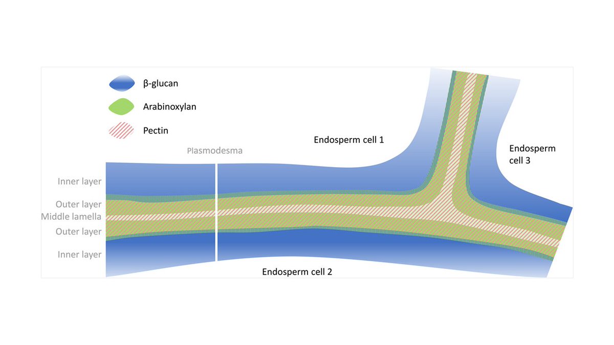 Carbohydrate composition &amp; structure of barley endosperm cell walls change during malting/germination: arabinoxylan &amp; β‐glucan are hydrolysed, but unlike β‐glucan, arabinoxylan remains in defined cell walls in malt. doi.org/10.1111/tpj.14…