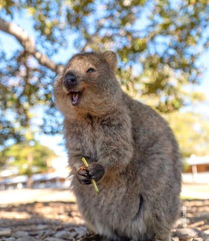 JoyQuokka's tweet photo. I like to smile every day, in these short days of my life.😀

@saitamazoo_tw @RehemaSaa @Science_DBCA 

#QuokkaSelfie #Quokka #Wildlife #Marsupials #happiness #simplelife #behappy #quokkasmile #quokkalove #quokkas #quokkasmile #SaveQuokkas https://t.co/w77ebIUiLU