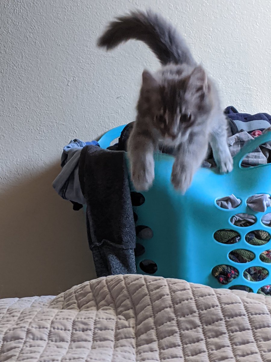 pov: you arem an mouse and i jumpe towards you