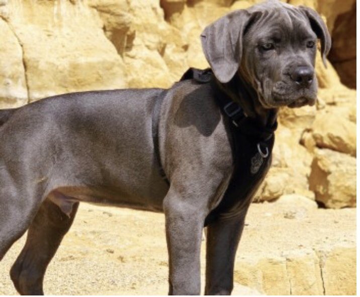 colliesontherun's tweet photo. #AJAX #CaneCorso Male/puppy blue/light grey tagged&chipped 13/6/20
#MilbournePort #Somerset #BA22 SOUTH WEST
Lost near #CombeHill in the fields Milbourne Port could be in surrounding areas
Possibly near railway....#networkrail has been informed
https://t.co/b66r1tmxnw https://t.co/Qy2Tuwtqeh