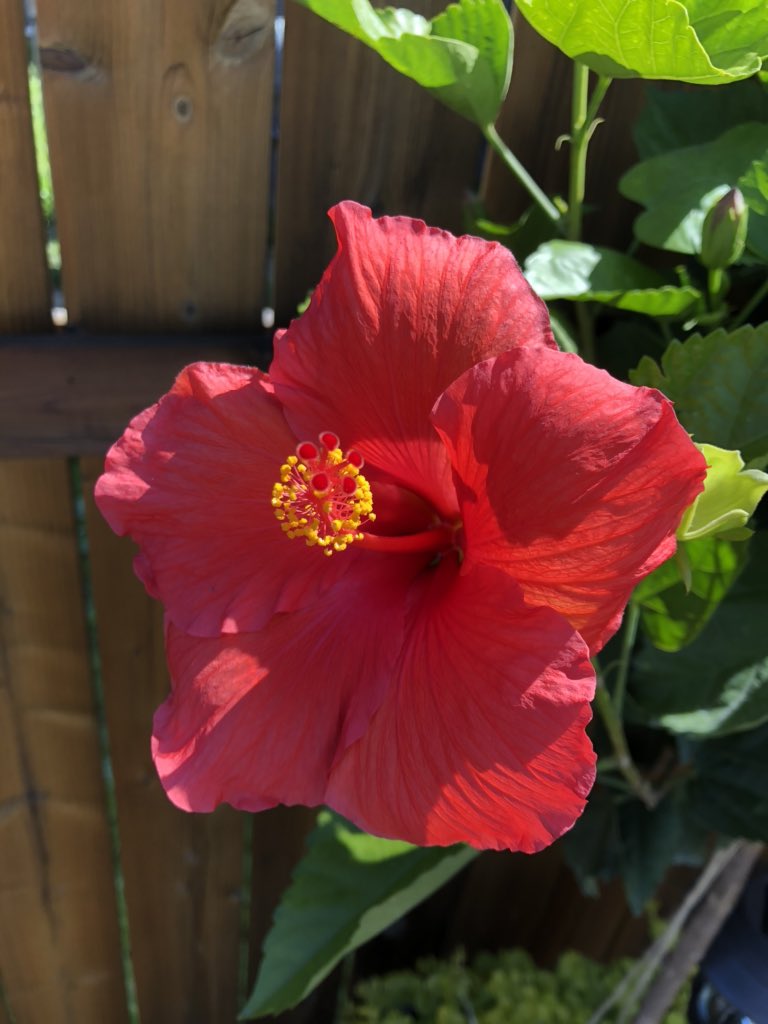 Jeff Lapointe tweet media