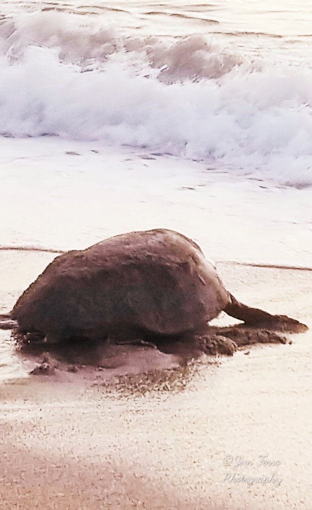 jim_ferrophotos's tweet photo. Loggerhead sea turtle from this morning at Stuart Beach
#lovefl #sharealittlesunshine #floridalife #visitfl #discovermartin #florida_greatshots #seaturtles #loggerhead #cbs12 #fox11news #wptv #treasurecoast #familyvacationcritic #hutchinsonisland #thephotohour https://t.co/LWNApc2IYv