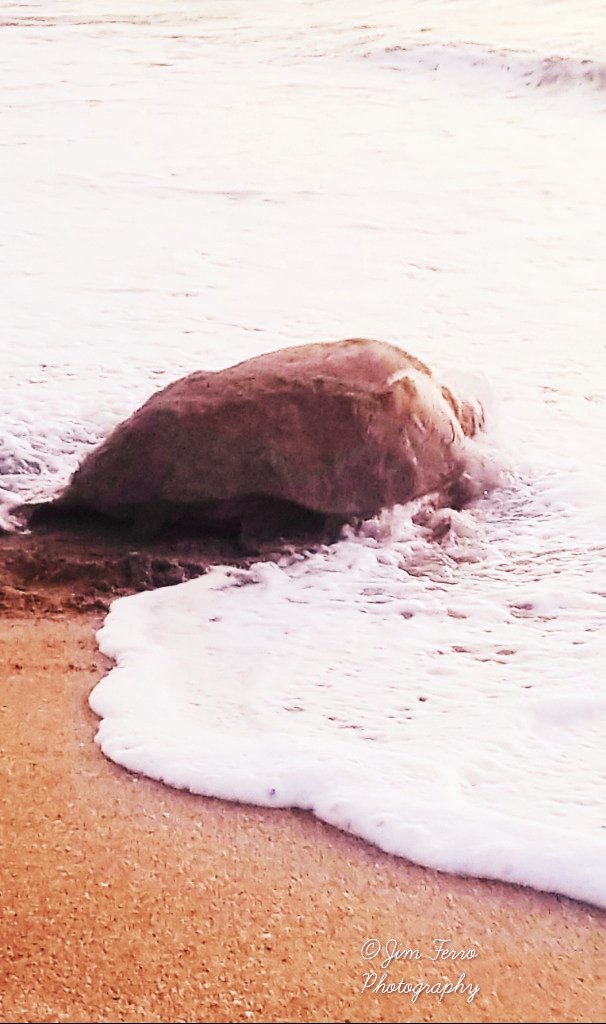 jim_ferrophotos's tweet photo. Loggerhead sea turtle from this morning at Stuart Beach
#lovefl #sharealittlesunshine #floridalife #visitfl #discovermartin #florida_greatshots #seaturtles #loggerhead #cbs12 #fox11news #wptv #treasurecoast #familyvacationcritic #hutchinsonisland #thephotohour https://t.co/LWNApc2IYv